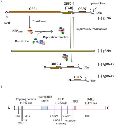 Function and Structural Organization of the Replication Protein of Bamboo mosaic virus